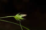 Northern long sedge